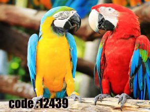 پوستر دیواری طرح گفت‌وگوی طوطی‌های رنگین‌بال