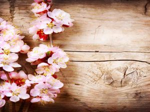پوستر دیواری طرح شاخه شکوفه بهاری روی چوب طبیعی