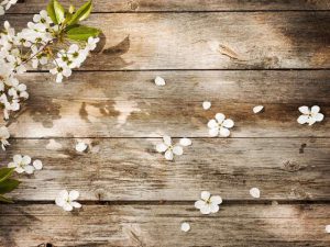 پوستر دیواری طرح شکوفه سفید بهاری چوب طبیعی