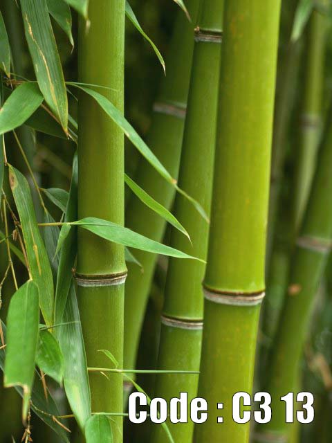 پوستر دیواری طرح بامبو سبز و طبیعت