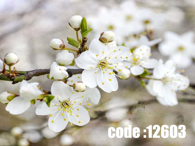 پوستر دیواری طرح شکوفه های بهاری