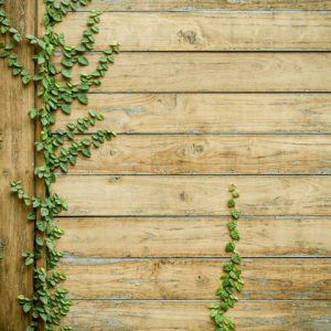 پوستر دیواری سه‌بعدی طرح چوب طبیعی با پیچک سبز