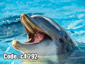 پوستر دیواری سه‌بعدی دلفین شاد در آب‌های آبی