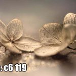 وستر دیواری گل خشک مینیمال با بوکه طلایی (طرح آرامش‌بخش لوکس)