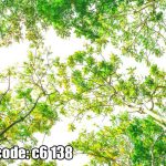 پوستر دیواری سقف درختان سبز | آرامش طبیعت زیر نور آسمان