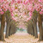 پوستر دیواری تونل شکوفه‌های صورتی | آرامش بهاری در دکوراسیون داخلی