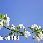 پوستر دیواری طرح شکوفه‌های بهاری | لطافت سفید در آسمان آبی