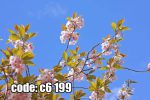 پوستر دیواری شکوفه‌های بهاری صورتی با آسمان آبی شفاف
