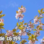 پوستر دیواری شکوفه‌های بهاری صورتی با آسمان آبی شفاف