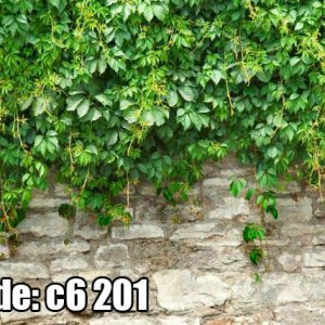 پوستر دیواری دیوار سنگی با پیچک سبز طبیعی