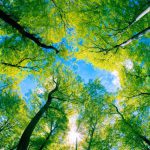 پوستر دیواری جنگل سرسبز با نور خورشید و آسمان آبی