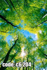 پوستر دیواری جنگل سرسبز با نور خورشید و آسمان آبی