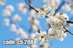پوستر دیواری شکوفه‌های سفید بهاری با آسمان آبی شفاف