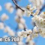 پوستر دیواری شکوفه‌های سفید بهاری با آسمان آبی شفاف