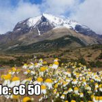 پوستر دیواری منظره کوهستان و گل‌های بابونه | آرامش ناب طبیعت