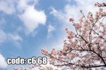 پوستر دیواری شکوفه‌های بهاری | آرامش آسمان آبی و گل‌های لطیف
