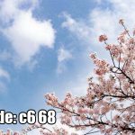 پوستر دیواری شکوفه‌های بهاری | آرامش آسمان آبی و گل‌های لطیف