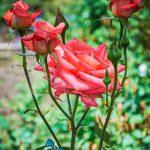 پوستر دیواری رز مرجانی طبیعی | لطافت گل در دل دکوراسیون