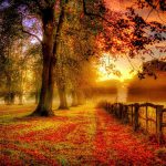 پوستر دیواری منظره جنگل پاییزی و غروب طلایی