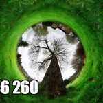 پوستر دیواری تونل سبز طبیعت | نمای کروی درخت و چمن