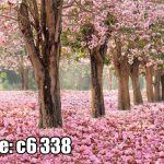 پوستر دیواری شکوفه‌های صورتی | منظره بهاری درختان گل‌ریز