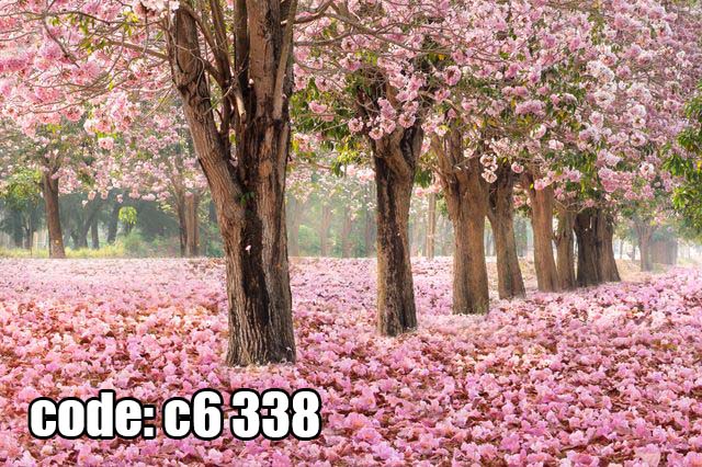 پوستر دیواری شکوفه‌های صورتی | منظره بهاری درختان گل‌ریز