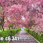 پوستر دیواری مسیر شکوفه‌های صورتی | تونل بهاری درختان گلدار
