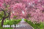 پوستر دیواری مسیر شکوفه‌های صورتی | تونل بهاری درختان گلدار