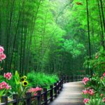 پوستر دیواری سه‌بعدی مسیر چوبی در جنگل بامبو سبز