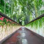 پوستر دیواری طبیعت سه بعدی مسیر باغ بامبو