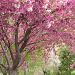 پوستر دیواری درخت شکوفه صورتی