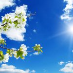 پوستر دیواری شکوفه بهاری