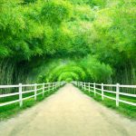 پوستر دیواری سه بعدی تونل بامبو