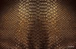 پوستر دیواری طرح چرم مار