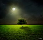 پوستر دیواری سه‌بعدی درخت تنها