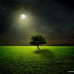 پوستر دیواری سه‌بعدی درخت تنها