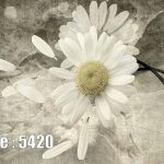 پوستر دیواری گل بابونه