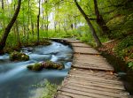 پوستر دیواری طبیعت جنگل و رودخانه