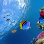پوستر دیواری دنیای زیر آب