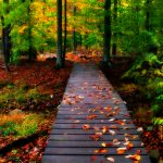پوستر دیواری طرح جنگل پاییزی