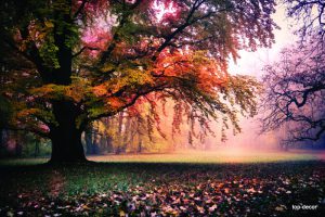 پوستر دیواری سه بعدی طرح درخت پاییزی
