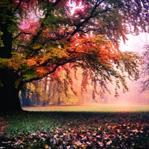 پوستر دیواری سه بعدی طرح درخت پاییزی