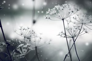 پوستر دیواری طرح قاصدک زمینه طوسی