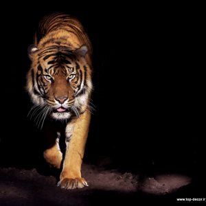 پوستر دیواری طرح ببر و زمینه مشکی