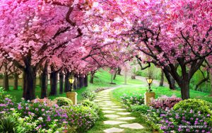 پوستر دیواری طرح طبیعت درختان شکوفه صورتی