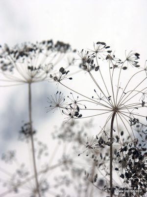 پوستر دیواری طرح دو قاصدک