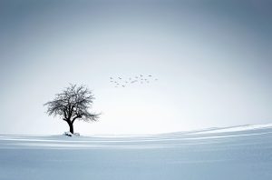 پوستر دیواری طرح تک درخت زمستانی
