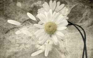 پوستر دیواری طرح گل داوودی پر پر شده
