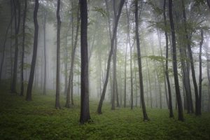 پوستر دیواری طرح جنگل مه آلود ترسناک
