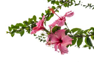 پوستر دیواری طرح گل سوسن و برگ